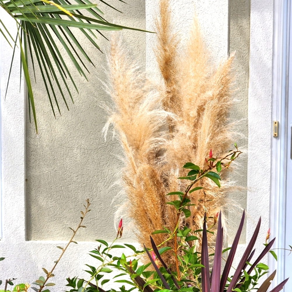 Natural Dried Pampas Grass 12-15 Stems 3-6' Lengths Amazing Event Decor